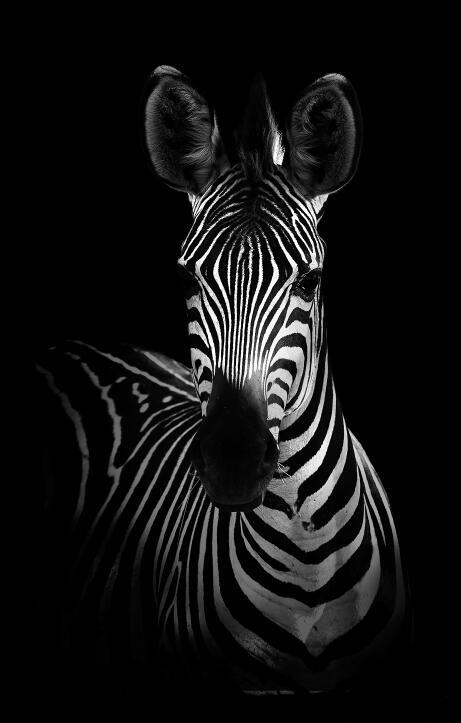 Canvas Animal Posters And Print Wall Decor - Lumina shop