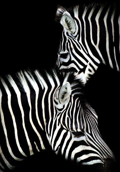 Canvas Animal Posters And Print Wall Decor - Lumina shop