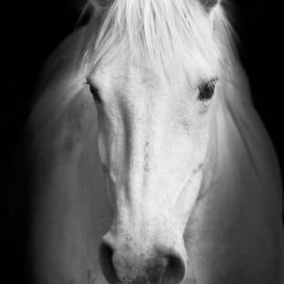 Black and white image of a horse's head on a dark background