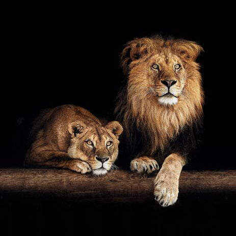 Two lions sitting on a branch against a black background