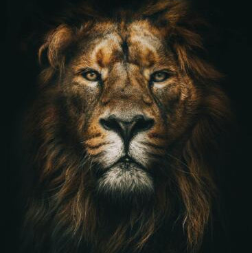 Close-up of a lion's face with a dark background