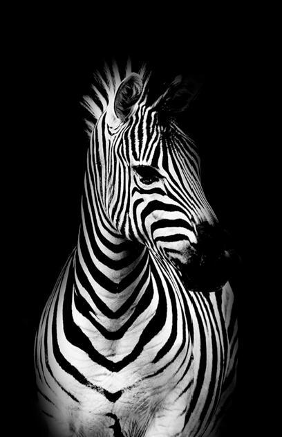 Canvas Animal Posters And Print Wall Decor - Lumina shop