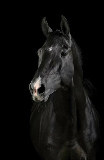 Canvas Animal Posters And Print Wall Decor - Lumina shop