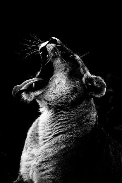 Canvas Animal Posters And Print Wall Decor - Lumina shop