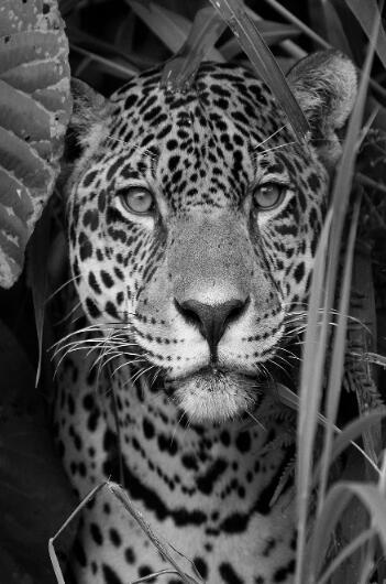 Canvas Animal Posters And Print Wall Decor - Lumina shop