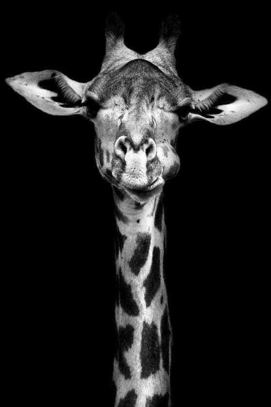 Canvas Animal Posters And Print Wall Decor - Lumina shop