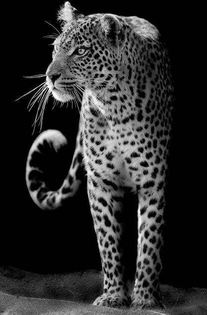 Canvas Animal Posters And Print Wall Decor - Lumina shop