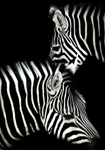Canvas Animal Posters And Print Wall Decor - Lumina shop