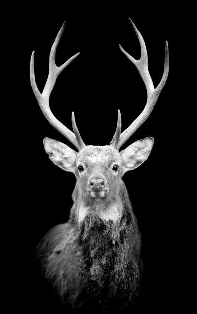 Canvas Animal Posters And Print Wall Decor - Lumina shop